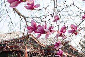 中山公园玉兰花