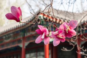 中山公园玉兰花