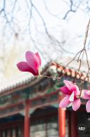 中山公园玉兰花