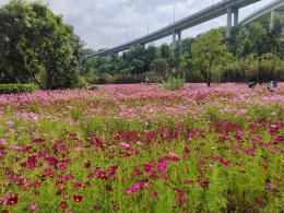 甘坑都市田园-格桑花