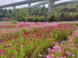 甘坑都市田园-格桑花