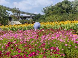 甘坑都市田园-格桑花