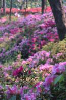 杜鹃花