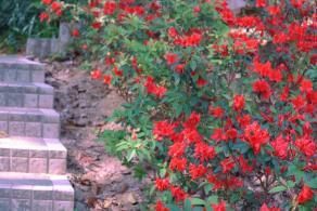 杜鹃花
