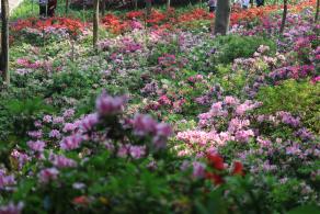 杜鹃花