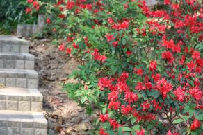 杜鹃花