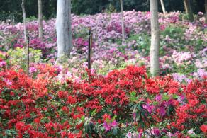 杜鹃花