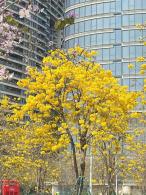黄花风铃木