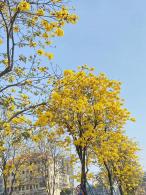 黄花风铃木