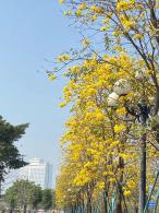 黄花风铃木