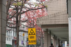 陵园西路木棉花