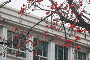 陵园西路木棉花