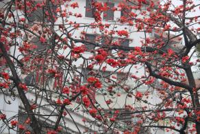 陵园西路木棉花