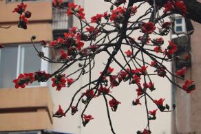 陵园西路木棉花