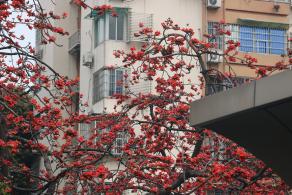 陵园西路木棉花