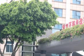 陵园西路木棉花