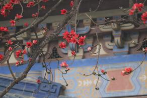 中山纪念堂木棉花