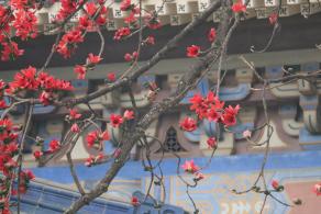 中山纪念堂木棉花
