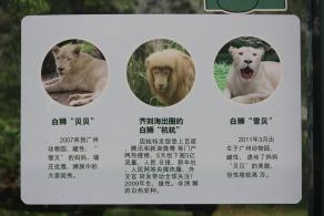 广州动物园-狮子
