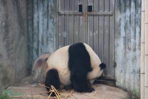 广州动物园熊猫-星一