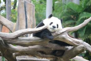 广州动物园熊猫-雅一