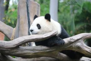 广州动物园熊猫-雅一