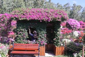 2025深圳簕杜鹃花展