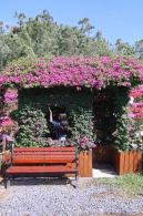 2025深圳簕杜鹃花展