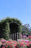 2025深圳簕杜鹃花展