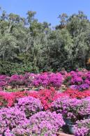 2025深圳簕杜鹃花展