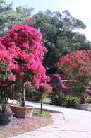 2025深圳簕杜鹃花展