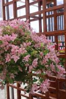 2025深圳簕杜鹃花展