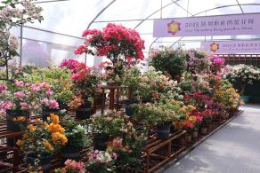 2025深圳簕杜鹃花展