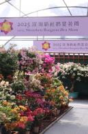 2025深圳簕杜鹃花展