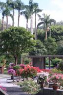 2025深圳簕杜鹃花展