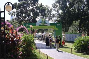 2025深圳簕杜鹃花展