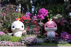 2025深圳簕杜鹃花展