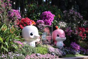 2025深圳簕杜鹃花展