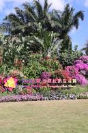 2025深圳簕杜鹃花展