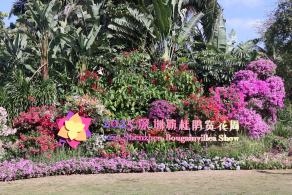 2025深圳簕杜鹃花展