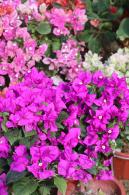 2025深圳簕杜鹃花展