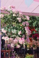 2025深圳簕杜鹃花展