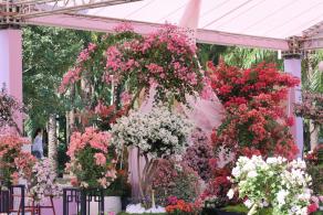 2025深圳簕杜鹃花展