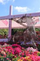 2025深圳簕杜鹃花展