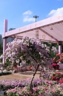 2025深圳簕杜鹃花展