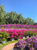 2025深圳簕杜鹃花展