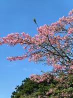 2025深圳簕杜鹃花展