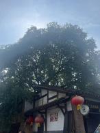 石泉后柳水乡