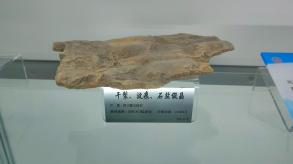长安大学