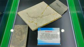 长安大学